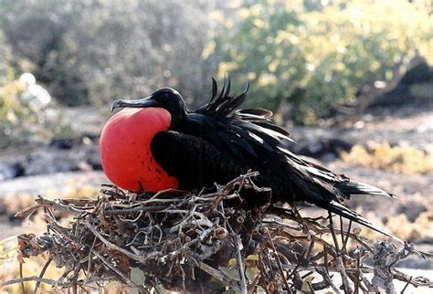 Magnificent Frigatebird – "OCEAN TREASURES" Memorial Library