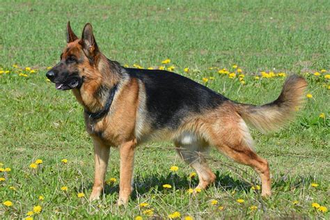 German Shepherd Dog - All Big Dog Breeds