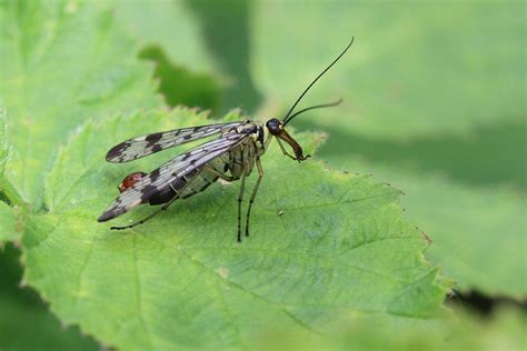 Scorpion Fly – wildlifemacro