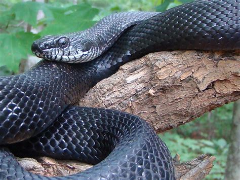 Black Rat Snake (Elaphe obsoleta) | North Carolina Arboretum… | Flickr