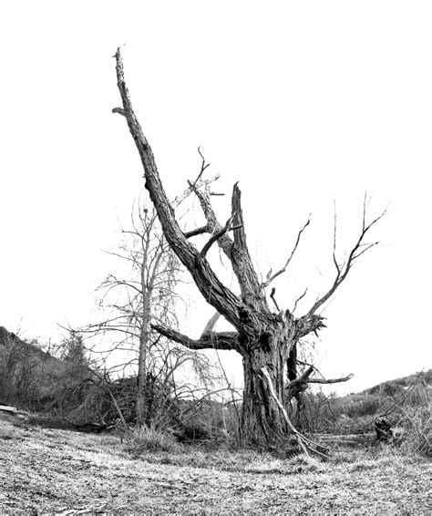 366 Project. Jay Baum. Photography.: February 22. Dead Willow Tree.