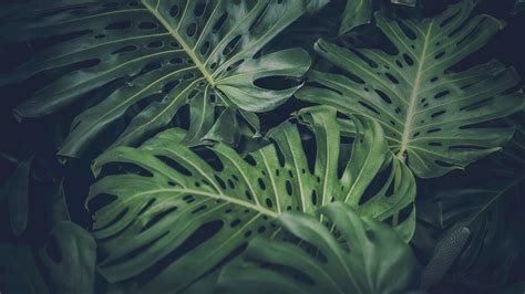 Monstera Deliciosa Wallpapers - Wallpaper Cave