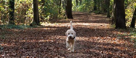 Home – Lagotto Romagnolo Database & Breeder Resources