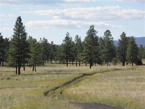 walking flagstaff: buffalo park