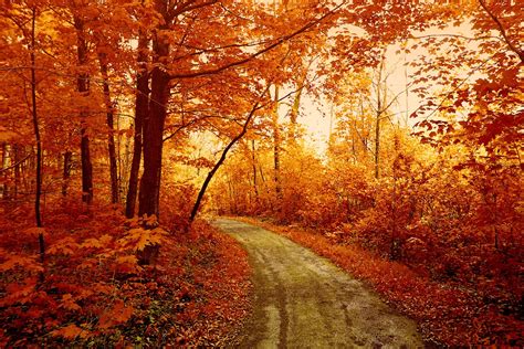 Autumn forest, Forest wallpaper, Autumn landscape