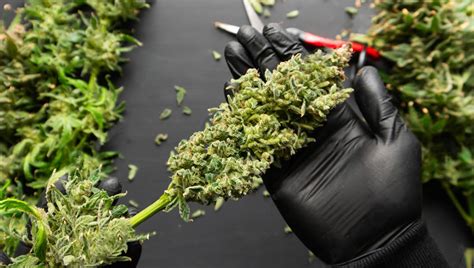 Trimming Guide: How To Trim Your Cannabis Flowers | Fast Buds