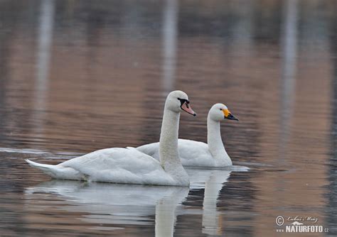 Tundra Swan Photos, Tundra Swan Images, Nature Wildlife Pictures ...