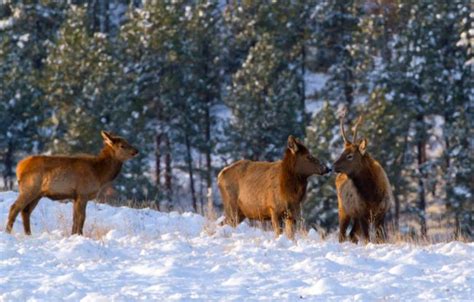 Winter Elk in Wind Cave