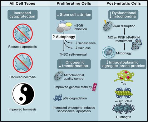 Autophagy and Aging: Cell