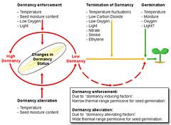 Dormancy Factors | Factors likely to enforce or alleviate do… | Flickr