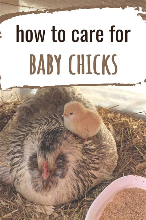 How To Care For Baby Chicks - Guide To Raising Chickens In Your Backyard