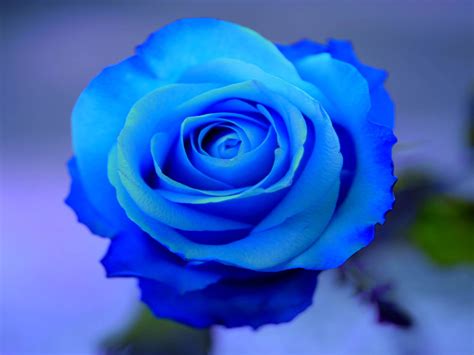 Blue Roses wallpaper | 1600x1200 | #66284