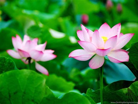 Lotus Wallpapers - Wallpaper Cave