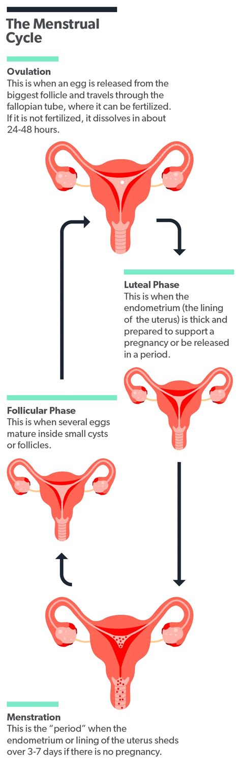 Luteal Phase Defect: What Is It, Symptoms, Treatment | Ro