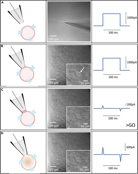 Cell Press: STAR Protocols