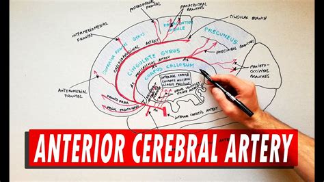 Anterior Cerebral Artery