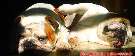 The Stress-Free Method to Training Your Bulldog Puppy