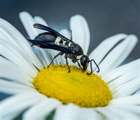 Do Wasps Make Honey? - Beekeeping 101