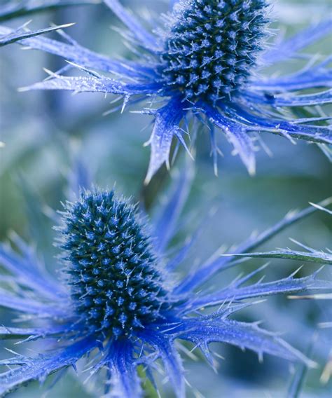 Sea holly varieties: 16 types of eryngium to grow yourself | Gardeningetc