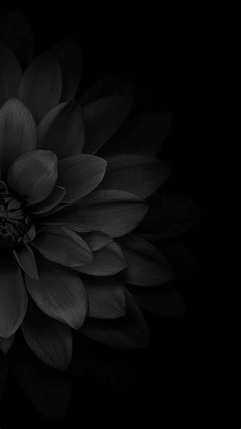 a black and white photo of a large flower on a dark background with the ...