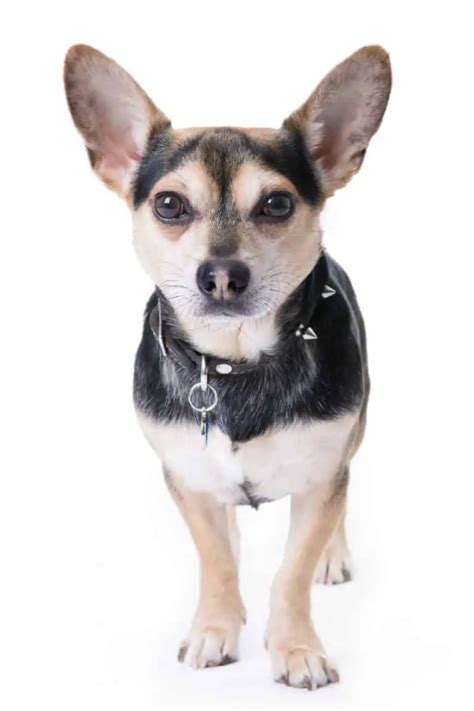 All About the Corgi Chihuahua Mix - Dogable