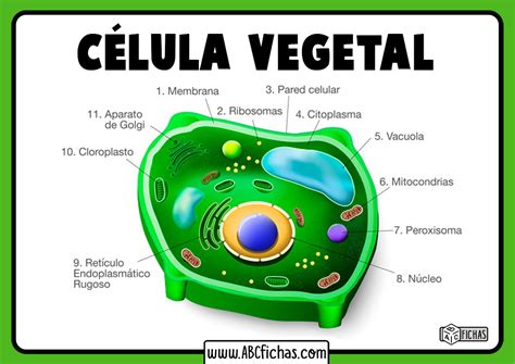 Imagenes De La Celula Animal Y Vegetal Sin Sus Partes Compartir Celular ...