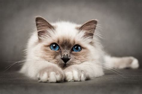 Birman Cat Breed: facts, review | Cats Energies