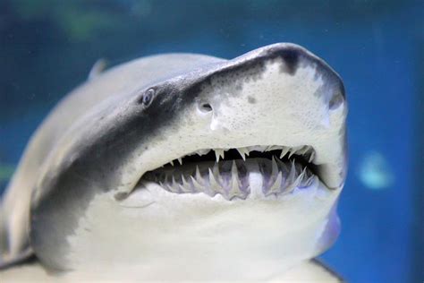 How Many Teeth Do Sharks Have? - Number of Teeth by Species