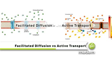 Difference between Facilitated Diffusion and Active Transport - biomadam