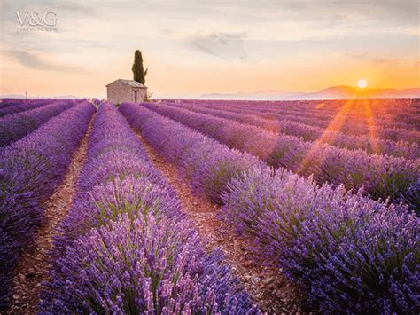 Ý nghĩa của hoa Oải Hương - Lavender