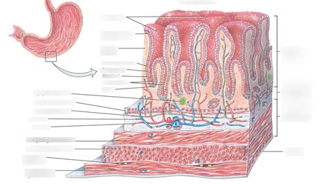 Layers of the Stomach Diagram | Quizlet