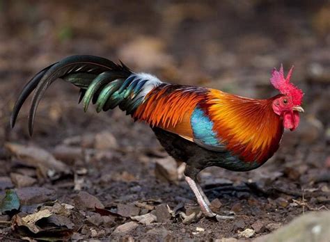 Not just any old rooster, this is a Red Junglefowl. They originate from ...