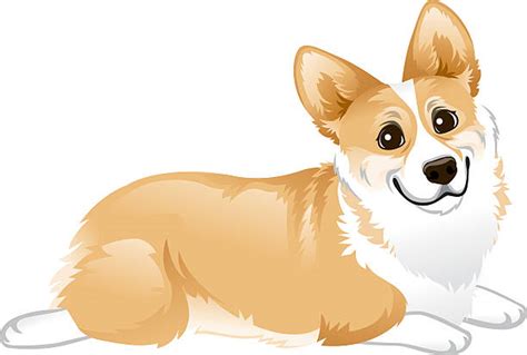 Pembroke Welsh Corgi Clip Art, Vector Images & Illustrations - iStock