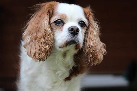 Common Health Issues of the Cavalier King Charles Spaniel