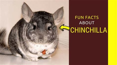 chinchilla facts for kids Amazing facts you need to know - YouTube