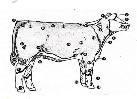 External anatomy of cattle (Bos taurus/Bos indicus) Diagram | Quizlet