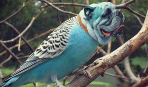 Dirds: When dog's heads are put on bird's bodies - the latest internet ...