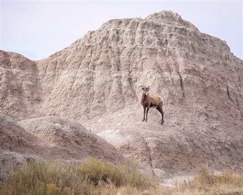 Mountain Goat, Badlands National Park 10/11/17 #badlandsnps #southdakota #wildlife | Badlands ...