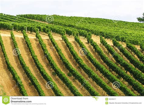 Vineyards of Montalcino (Tuscany) Stock Image - Image of natural, italy: 30245017