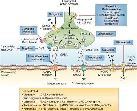 Mechanisms of action of antiepileptic drugs. Clinically approved ...