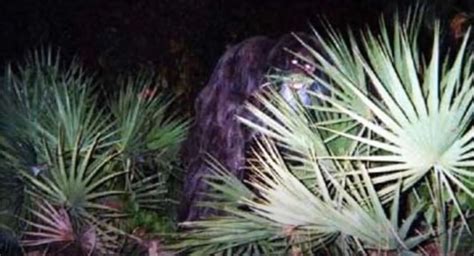 RMSO Bigfoot: Video of Myakka Skunk Ape Photos Florida's Sasquatch