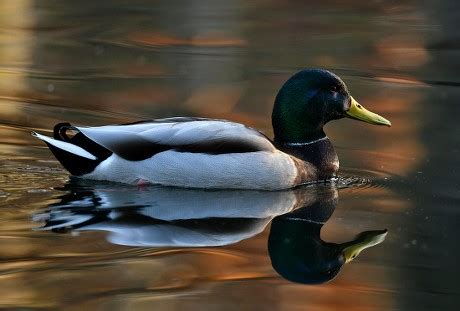 500 Mallard drake Stock Pictures, Editorial Images and Stock Photos ...