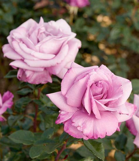 17 of the Most Fragrant Roses for Sweet Scents All Season Long