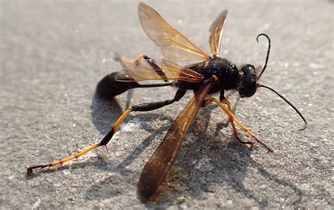 Dallas Metro Wasp Identification & Prevention | Addison Pest