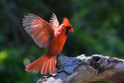 What is the State Bird of North Carolina? (And Why with Pictures ...