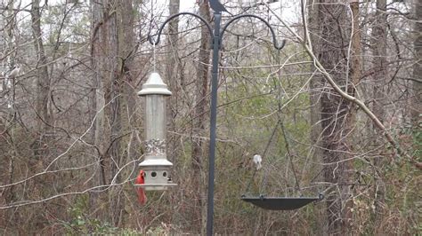 Bird Feeder (The Eliminator from Wild Birds Unlimited) in North Carolina - 1080p - YouTube