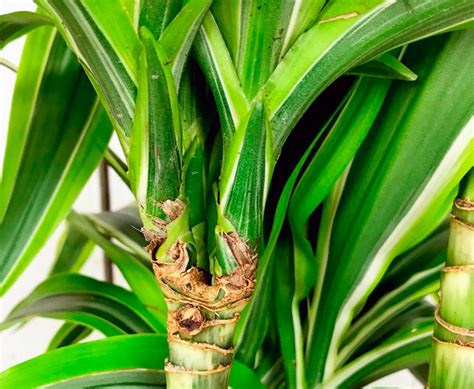 Dracaena Lemon Lime Plant Care Guide