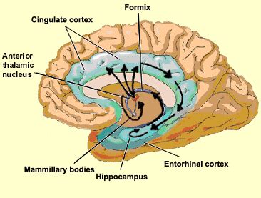 Entorhinal cortex; Entorhinal Area