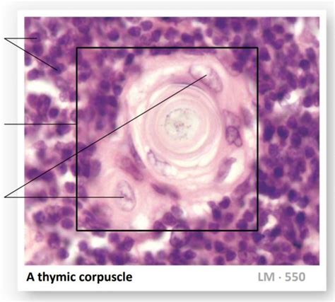 Histology of Thymic Corpuscle Diagram | Quizlet