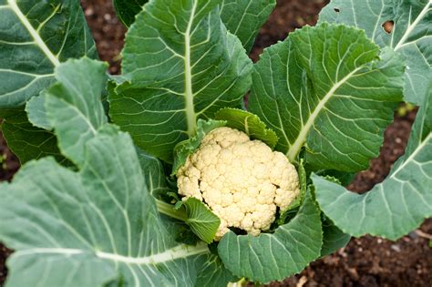 Growing Organic Cauliflower | Bacria.COM